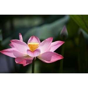  Pink Water Lily   Peel and Stick Wall Decal by Wallmonkeys 