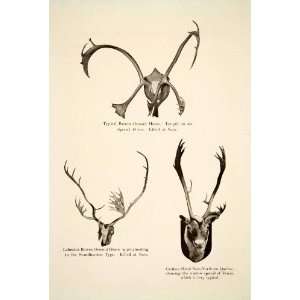  1911 Print Caribou Horns Canada Nain Quebec Barren Ground 