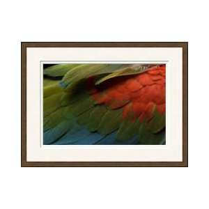 Greenwinged Macaw Framed Giclee Print 