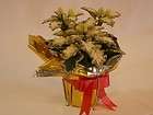 White Poinsettia w/Gold on Petals & Gold Foil Miniature Plant 1 inch 