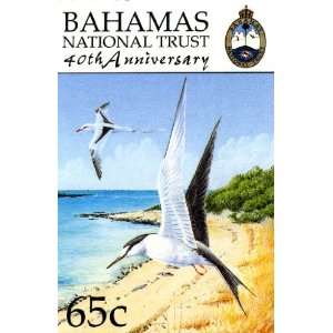 Bahamas 40th Anniversary Sea Bird Stamp Print (Reproduction) 6 X 9