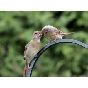 Northern Cardinal, Fledgling Being Fed by Female Cardinal, Quebec 