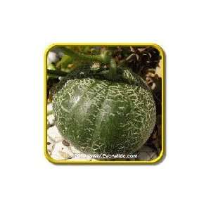  Minnesota Midget   Melon Seeds   Jumbo Seed Packet (50 