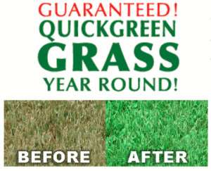 Grass Seed / Lawn Seed / Greener Grass / Green Lawn  