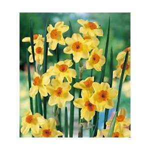  Daffodil   Tazetta   Golden Dawn Patio, Lawn & Garden