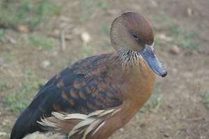 Fulvous Whistling Duck Taxidermy Reference Photo Cd  