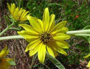 Sunflower, Perennial, maximilianii,seeds L@@K (P0028)  