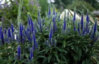 B0051 Dwarf Veronica Royal Candles Spiked Speedwell Sunny Border Blue 