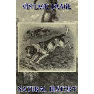   Vintage Natural History Image Foxhounds in Full Cry