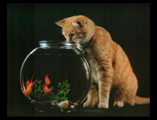 tiger cat, animals, fish bowl, gold fish  