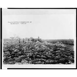    Harvesting cabbage at Mission, Texas TX 1900s