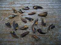 TAXIDERMY 20 mixed BEAVER CLAWS/SCIENCE/NATURE/CRAFTS  