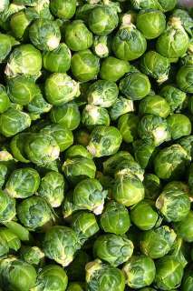 brussel sprouts, BRUSSELS SPROUT, 520 SEEDS GroCo  