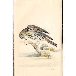  Missel Thrush Meyer H/C Birds 1842 50