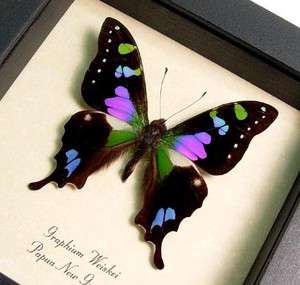 Christmas Gift Graphium Weiskei Bold Purple Green Real Butterfly 229 