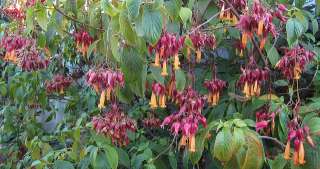 Deppea splendens   Extremely Rare Seeds  