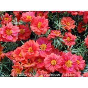  Sun Seeker Red Portulaca (Moss Rose) Seed Packet Patio 