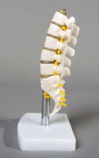Mini Lumbar Vertebrae w/ Sacrum & Coccyx, Spine Model, NEW  