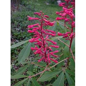  1 Dwarf Red Buckeye 1 to 2 Foot Potted tree Patio, Lawn 