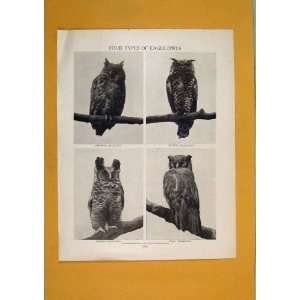  Four Types Eagle Owls Black White Old Print Fine Art