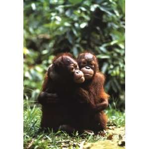  Orangutans by Unknown 24x36