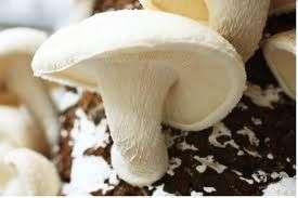 WHITE SHIITAKE mushroom spores spawn dried grain mycelium new strain 