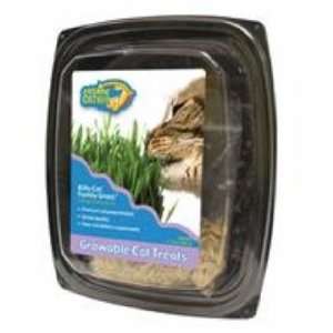    Ourpets Company 090124 Cosmic Kitty Cat Family Grass