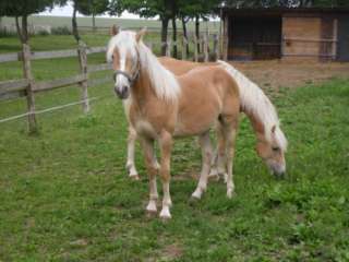 Haflinger jährling zu verkaufen in Sachsen Anhalt   Halberstadt 