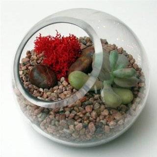  tabletop terrarium