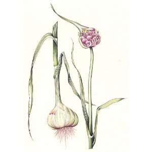 Botanical Flower   Onion   Water Color on Paper 