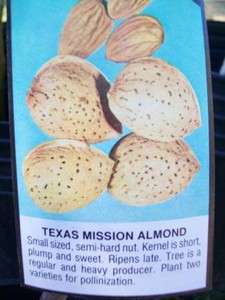   Mission Almond Nut Tree Plants Trees Nuts Ship to all 50 States US