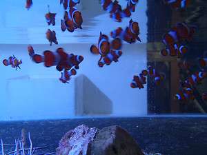 Live coral fish Clownfish Ocellaris Tank Raised lot of 6  