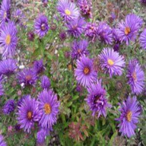 OnlinePlantCenter Purple Dome New England Aster Plant A154CL at The 