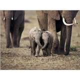Elefanten   Elefantenjungen, Masaï Mara, Kenia Poster Kunstdruck (40 
