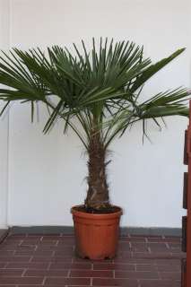 Trachycarpus Fortunei Hanfpalme 150cm  