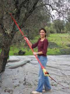 Olivenernte Helfer in Griechenland auf der Insel Lesbos gesucht in 