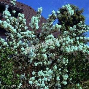 Philadelphus Virginal Jasmin Hortensie 60/100 cm  