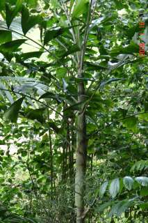ULTRA RARE Palm Tree LIVE Seedling Drymophloeus hentyi  