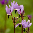 25+ DODECATHEON MEADIA PURPLE MIDLAND SHOOTING STAR FLO