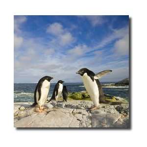 Adelie Penguins Armstrong Reef Western Antarctic Peninsula Antarctica 