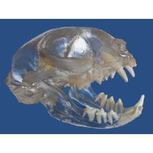 Feline Skull Transparent Anatomy Model with Teeth  