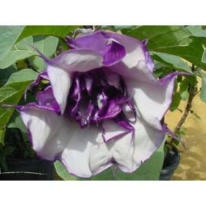  Purple Angel Trumpet Potted Plant, 3in Pot Patio, Lawn 