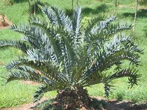   Arenarius Blue Green LIVE Cycad RARE Palm Cactus Low Water Plant