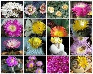   MIX @J@ succulent cactus living stone cacti exotic seed 15 SEEDS