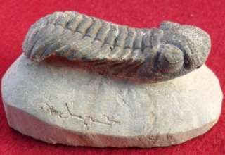 ALL NATURAL DEFORMED PHACOPS FOSSIL TRILOBITE.MOROCCO. SIGNED BY THE 