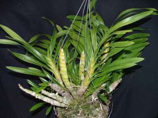 Grammatophyllum speciosum Species Orchid Very Large   Rare  