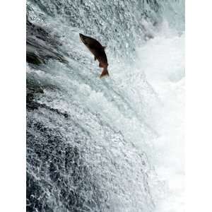  Sockeye Salmon Attempting to Jump the Falls, Brooks Camp 