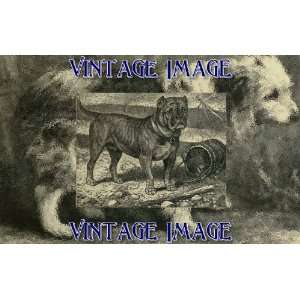   Fridge Magnet Dogs Original Bull and Terrier Cross Vintage Image Home
