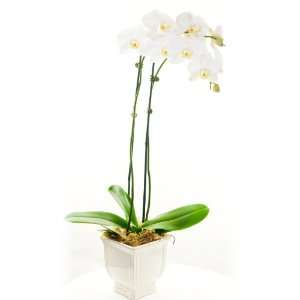 orchid phalaenopsis double spike 4