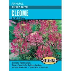  Cleome Cherry Queen Seeds Patio, Lawn & Garden